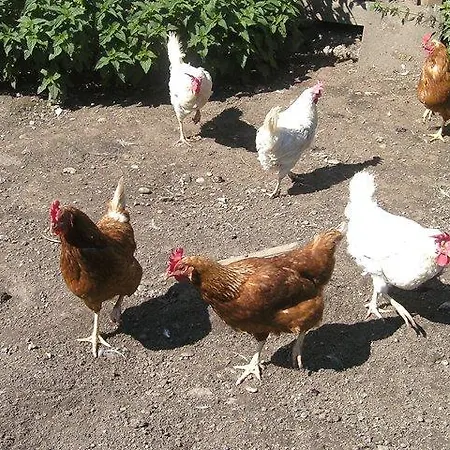 Haus Deutschmann Apartament