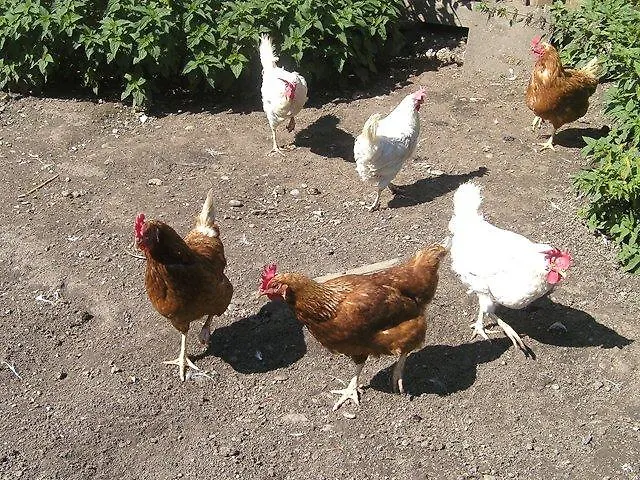 Haus Deutschmann Apartment